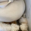 언커먼독 이미지