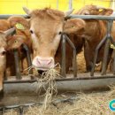 충청 축산 이미지