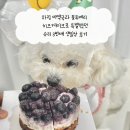 상  지 | 하림 미역국과 블루베리 치즈케이크로 특별했던 슈리 3번째 생일상 후기