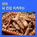 천마 이미지