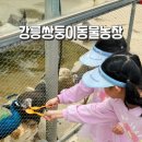 천남리 | 아이들과 강릉 가볼만한곳 추천! 만족도 100%의 극체험주의 [강릉쌍둥이동물농장]