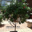 삼성노블카운티의원 이미지