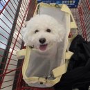 웰니스동물병원(수완점) 이미지