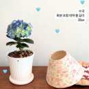 등촌역 꽃집 꽃다발 작은화분 선물 *여울정원