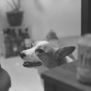 나의 댕댕이 이미지