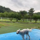 익산애견테마파크 | 익산 PTP애견테마파크 솔직후기 장단점 (내돈내산) 강아지동반애견카페