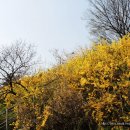 개나리공원4 이미지