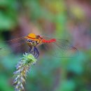 어우실낚시터 이미지