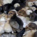 태조농장 이미지