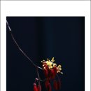 산수유피는마을 이미지