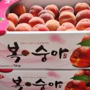 썬프레 Daum카페
