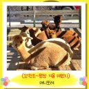열린목장 | 평창 겨울 여행지 추천 아이와 가기 좋은 애니포레 모노레일 가문비 치유숲 알파카목장 입장료 할인