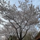 벚나무길 | 서울숲 벚꽃 현재 상황🌸 | 만개 시기 벚나무길 후기