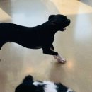 마이펫아카데미 이미지