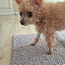 청려원동물병원 이미지