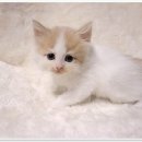 천안고양이분양 베스트캣 제나캣 천안점 | 천안에서 고양이를 분양받고 싶다면? 베스트캣 제나캣 천안점이 최고예요!