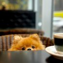 귀천농장 | [정보/여행] 서울 근교 여행 끝판왕! 강화도 갈만한곳 추천 (feat. 맛집, 감성 카페, 반려견 동반 카페...