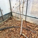 빛-자작나무 이미지