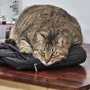 동물보육원 대전서구갈마지부 이미지