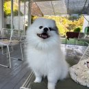 동그라미유치원 놀이터 | 해운대구 유기동물 입양센터 입양 후기 3탄 | 벌써 2년 | 그리고 알로페시오 극복!(거의)