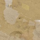 몽산포자동차야영장 이미지