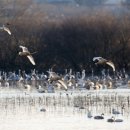 주남저수지 이미지