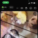 멍멍바개뜨 이미지