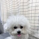 언니네 펫 이미지