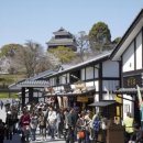 바바나무 이미지