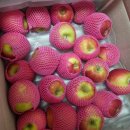 혁이농장 | 재즈사과 후기-이 정도면 인정할 수밖에 없는 맛