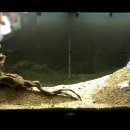 Aquarium Setup - Aquascape - Live Planted Fish Tank 이미지