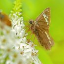 벌과나비 이미지