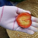 봉자농장 이미지