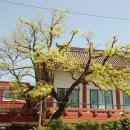 회화나무