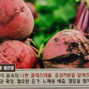 비트, 뱃살 없애고 혈당도 안정 이미지