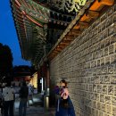 생활속의 조경이야기(야간) | 창경궁야간개장 후기 기이한 이야기 워킹투어 헤리티지프로젝트 추천