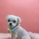 그루머공간 이미지