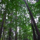 대신공원 숲길 이미지