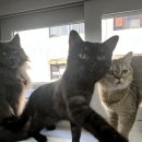 냥이는꿀꿀 이미지