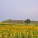 연천 호로고루 해바라기 명소 연천 가볼만한곳 이미지