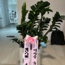 식물 화분구매 분갈이 대형화훼단지 청라꽃농원 아라리오 몬스테라 구매후기