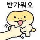 파충류샵 스마일게코 이미지