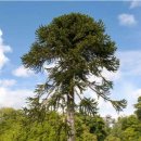 천과나무 이미지