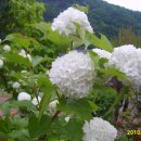 정희농박 이미지