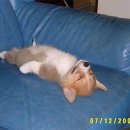 멍멍이네 이미지