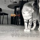 수수아빠 이미지