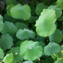 봉정연꽃마을 이미지