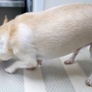 제물포애견 이미지