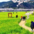 삼척시삼척 맹방 유채꽃 축제=봄 절경 끝판왕 무료 꽃 여행지 이미지