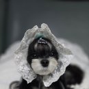 태원켄넬 이미지